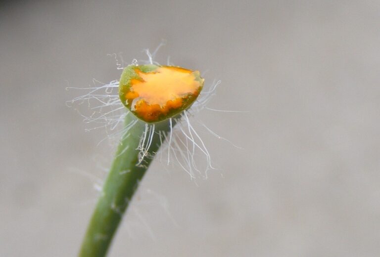 Integrating aromatherapy into cancer symptom management: Laser 247 new id login, Lotus betting sign up, 11xplay.pro