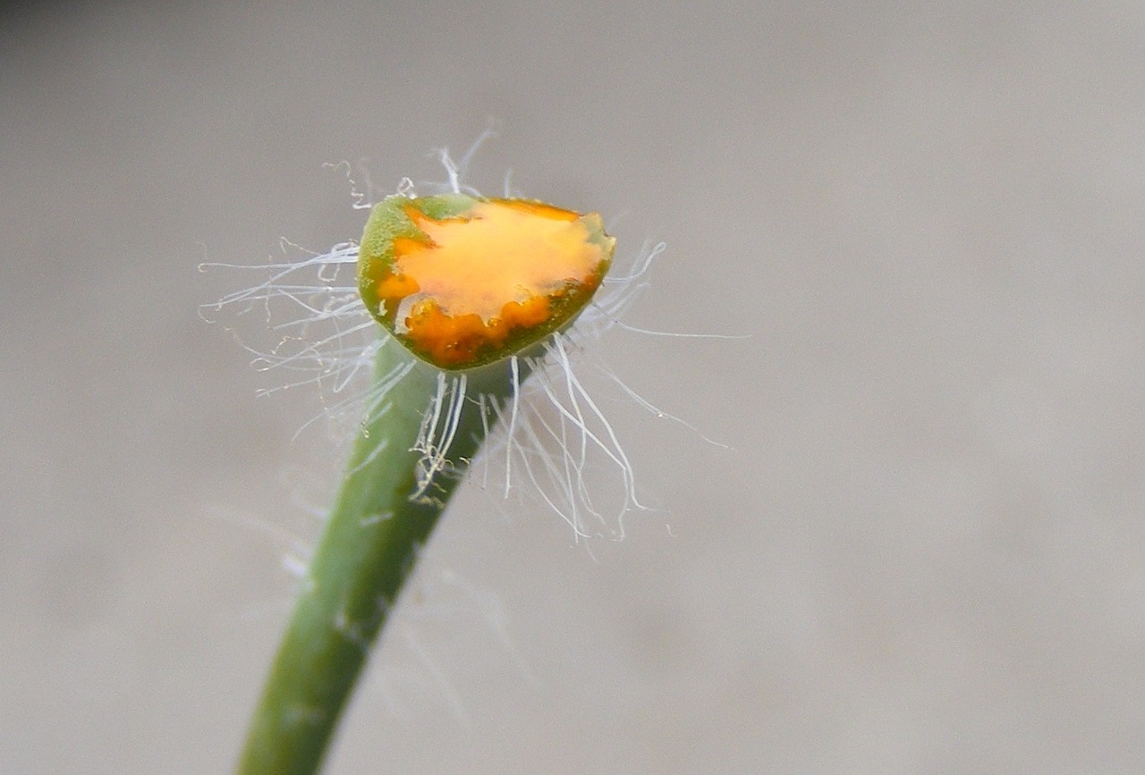 Integrating aromatherapy into cancer symptom management: Laser 247 new id login, Lotus betting sign up, 11xplay.pro